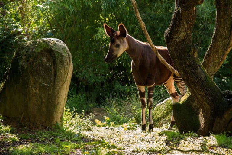 Le Bioparc de Doué la Fontaine l émotion nature Val de Loire