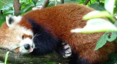 panda-roux-zoo-doue-la-fontaine-myloirevalley