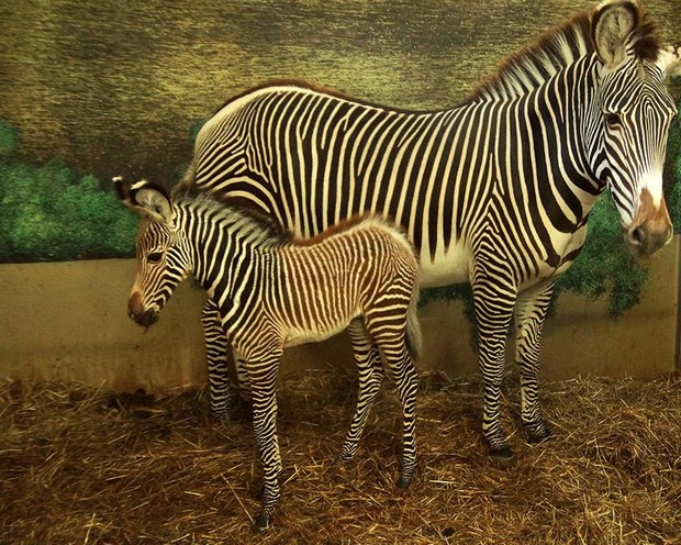 Deux Naissances Au Zoo Parc De Beauval Val De Loire