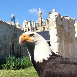 chambord-2016-rapace