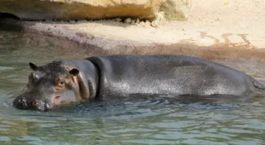 hippopotames-zoo-beauval-nouveaute-2016