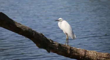 oiseau loire my loire valley beatrice Desnoue