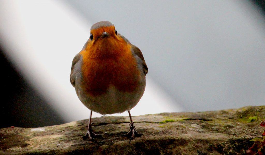 oiseau rouge gorge bdesnoue(c)