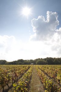 GIENNOIS VIGNOBLE - OT GIEN