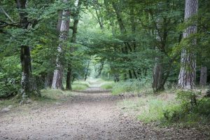 La forêt de Fontainebleau credits to antonin77 (cc) - My Loire Valley