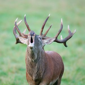 Le brame du Cerf - credits to Lviatour (cc) - My Loire valley