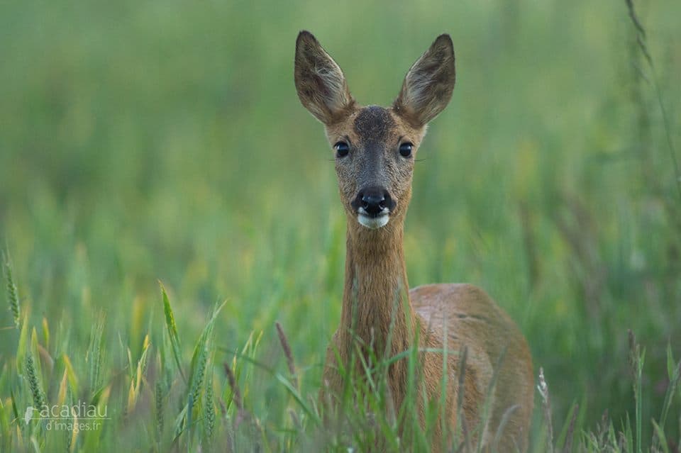 Sologne nature environnement - ©Alexandre Roubalay Photo Nature.