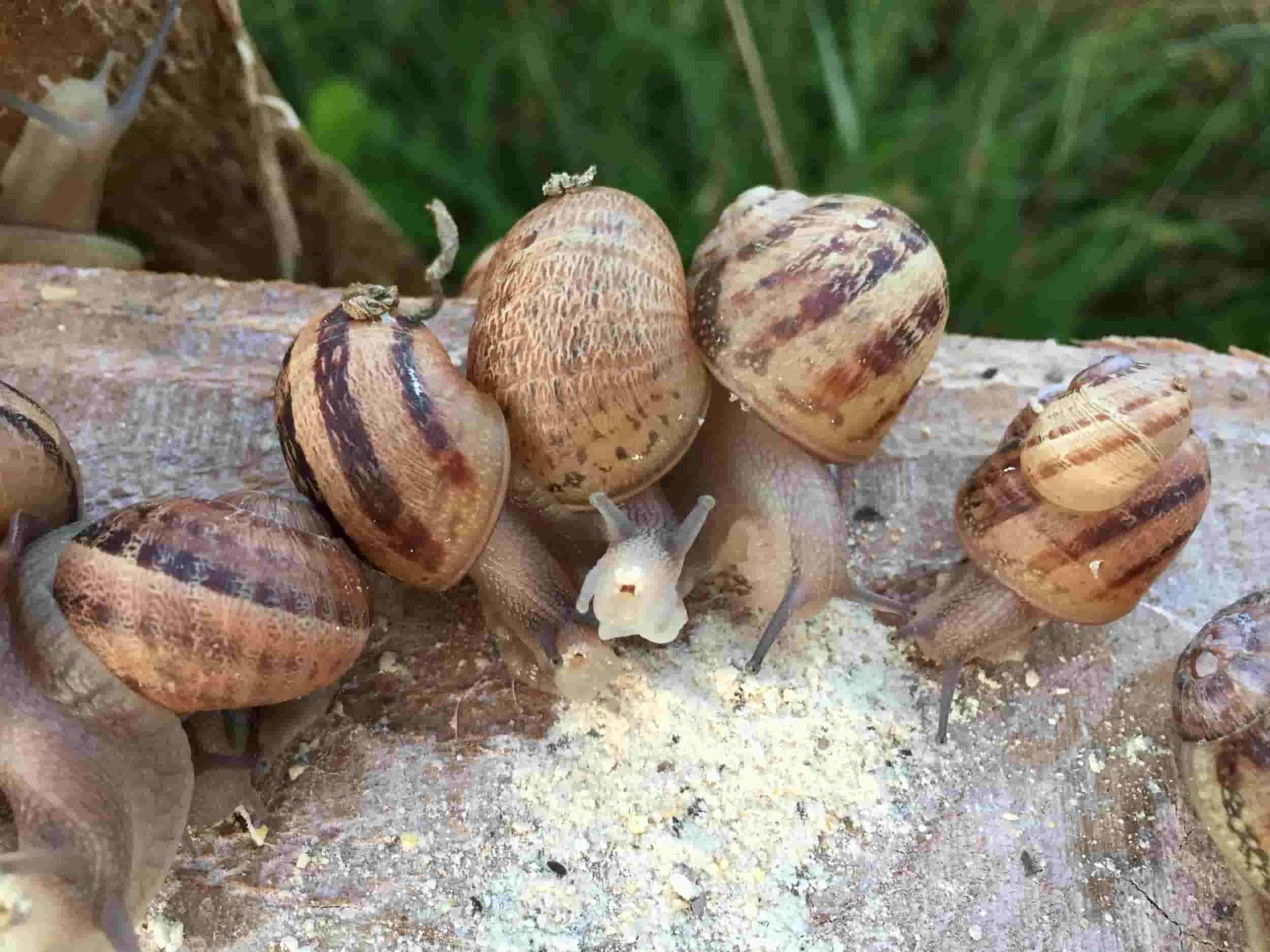 escargot-loiretescargots