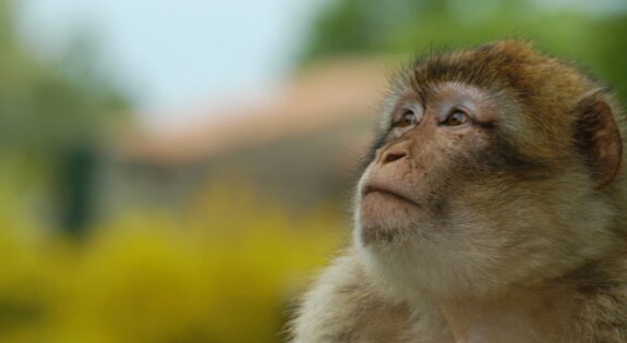 magot © la vallée des singes