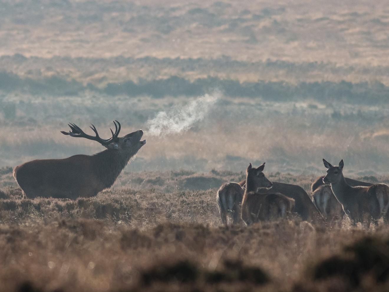 Vivez Le Brame Du Cerf En Val De Loire Val De Loire