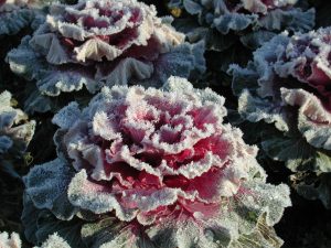 Noel - Jardins de Villandry