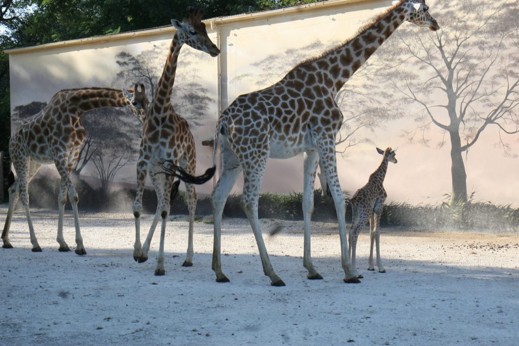 Le zoo de La Flèche propose de venir déguisé en girafe pour alerter sur le  risque de disparition de l'espèce - France Bleu