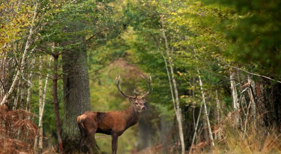 Cerf Forêt Chambord