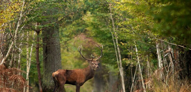 Cerf Forêt Chambord