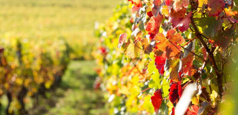 Vignes de Bourgeuil