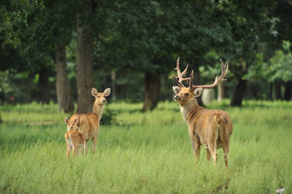 Cerf du Duvaucel - Réserve de la Haute Touche