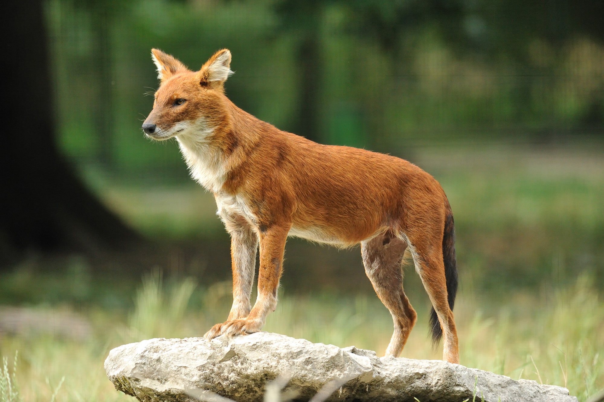 Dhole - Réserve de la Haute Touche