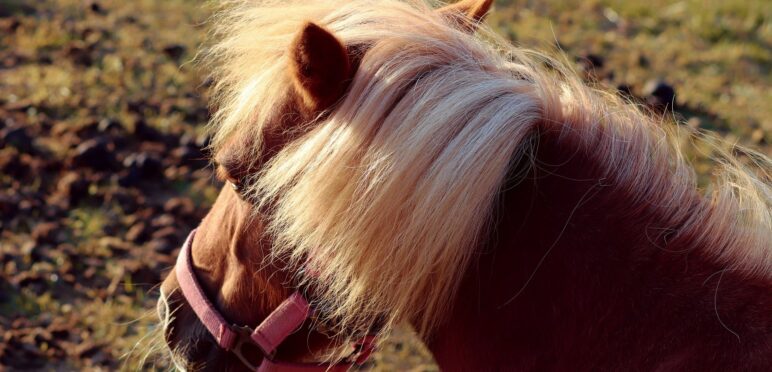 Poney et sa crinière