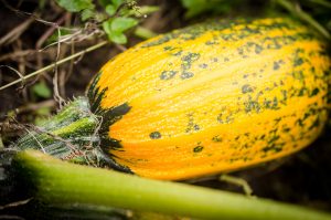 Le Citrouillat Berrichon : Spécialité Du Berry | Val De Loire