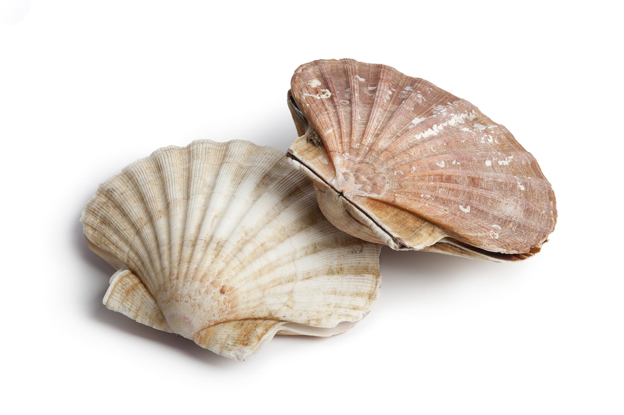 coquilles saint jacques