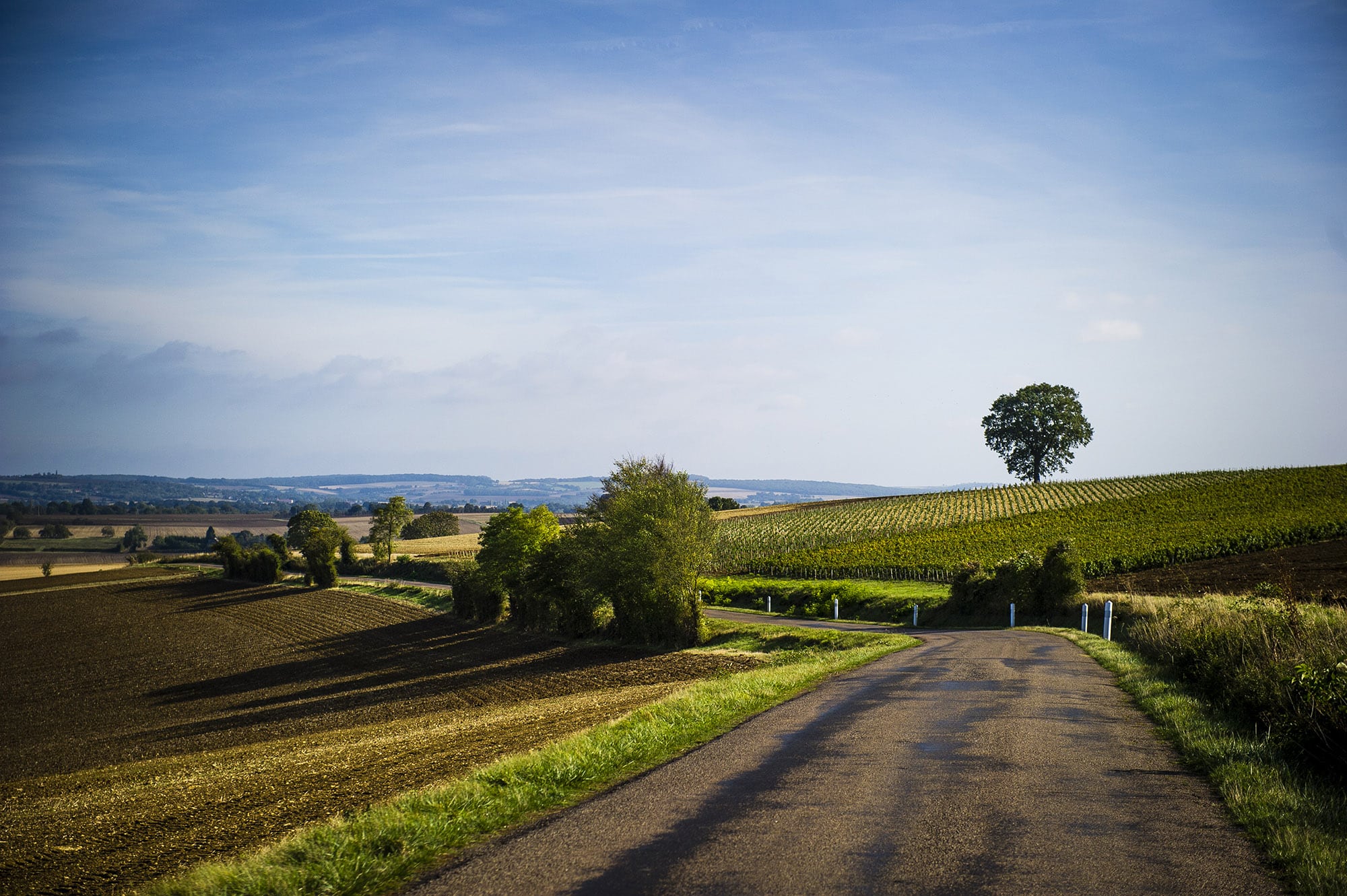 Vignoble AOC Coteaux du Giennois