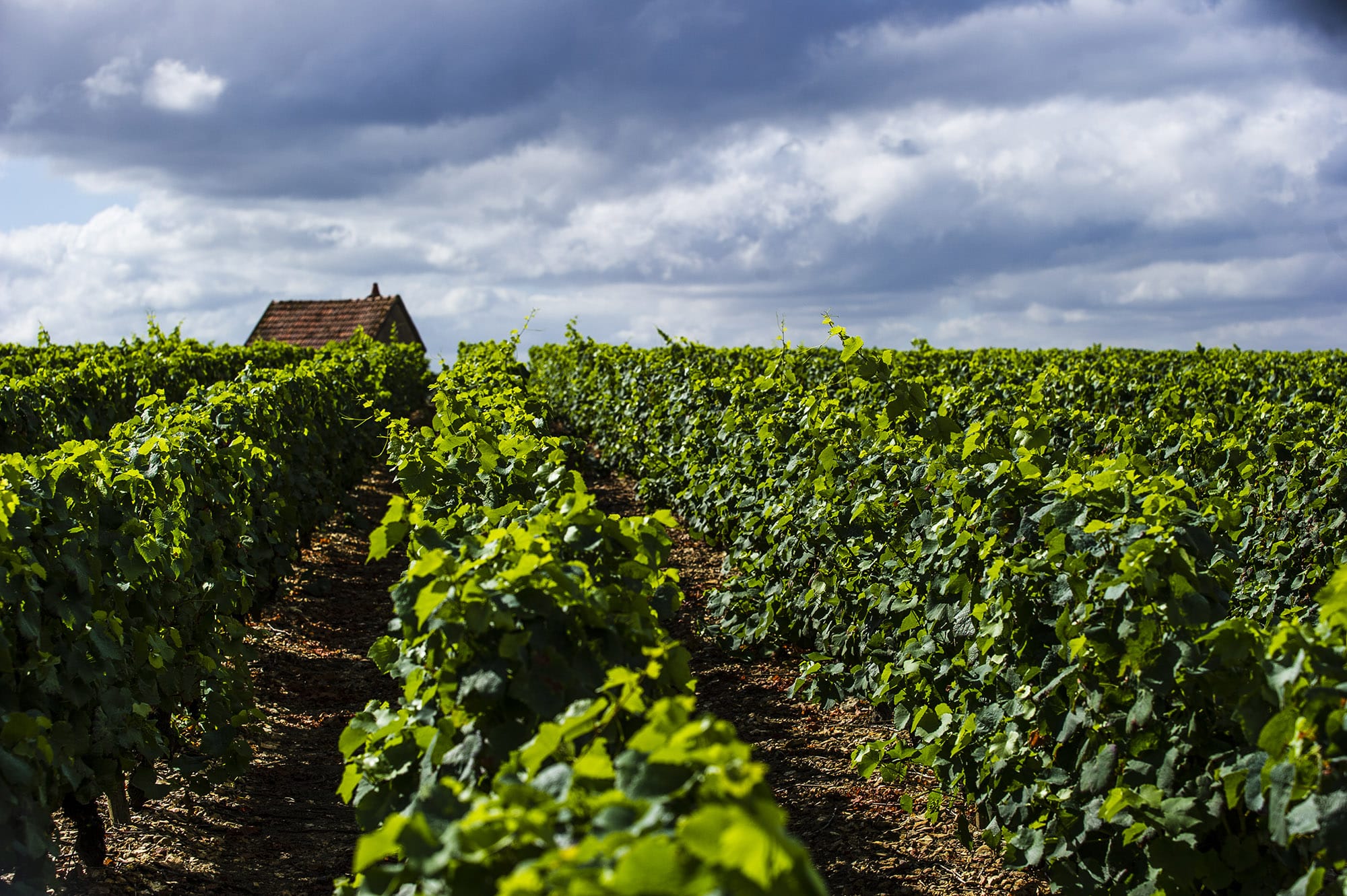 Vignoble AOC Coteaux du Giennois