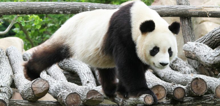 Zoo de Beauval