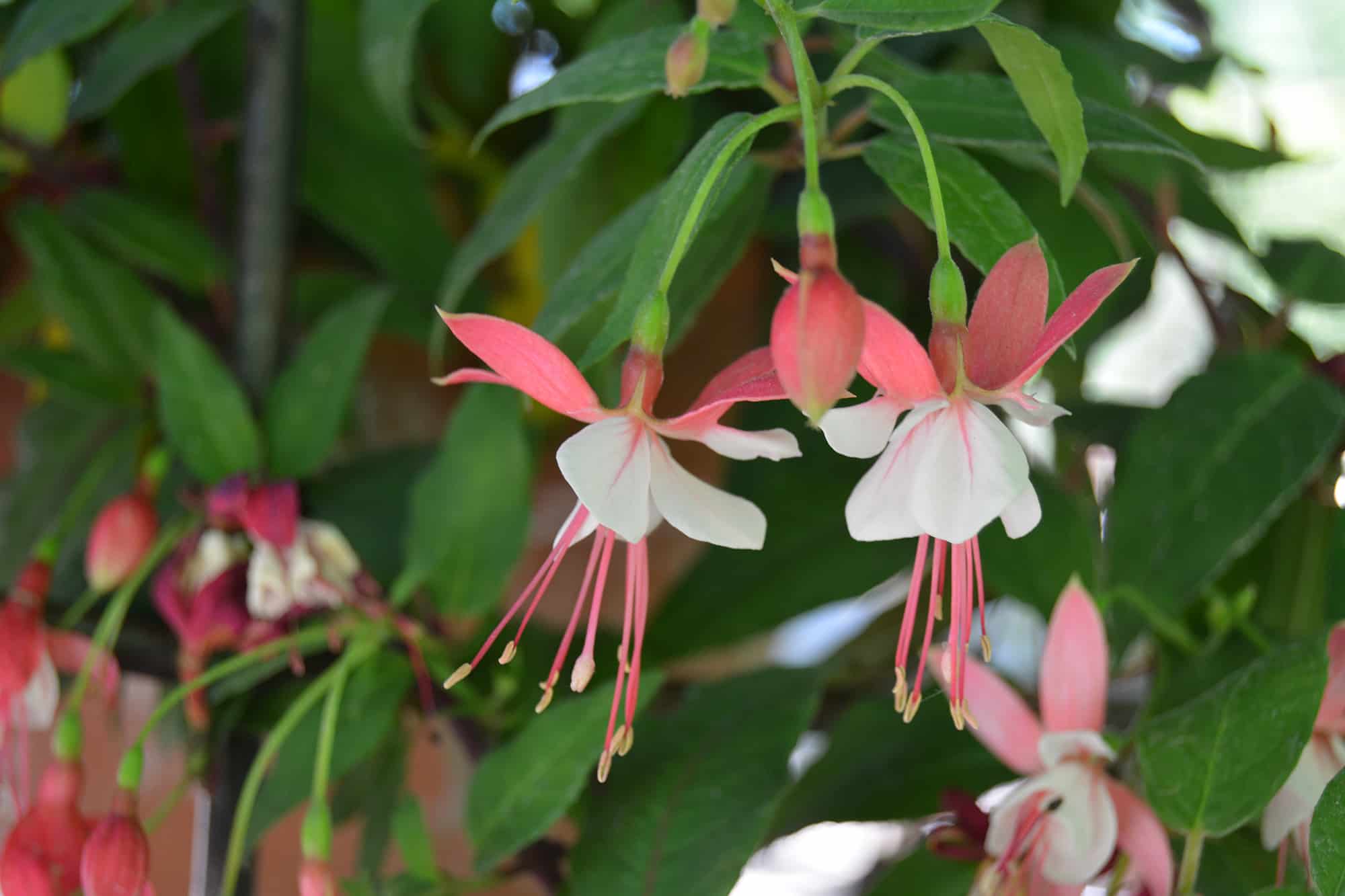 Fuschia parc floral de la source orléans - © Marie Moreau