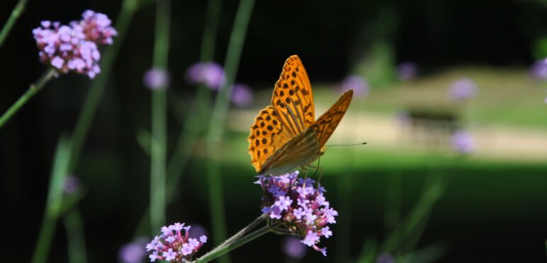 Parc Floral de la Source, Orléans - Loiret