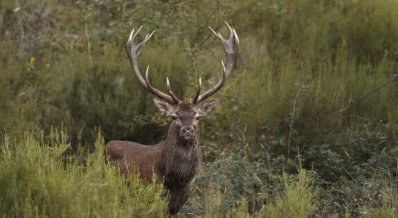 Brame du Cerf à Chambord