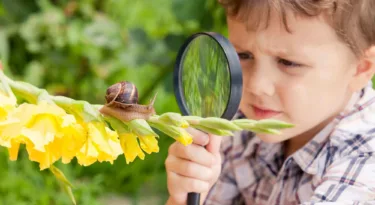 ferme hélicicole, escargot sur loire