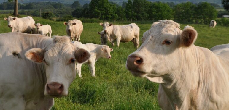 musée de l'élevage et du charolais