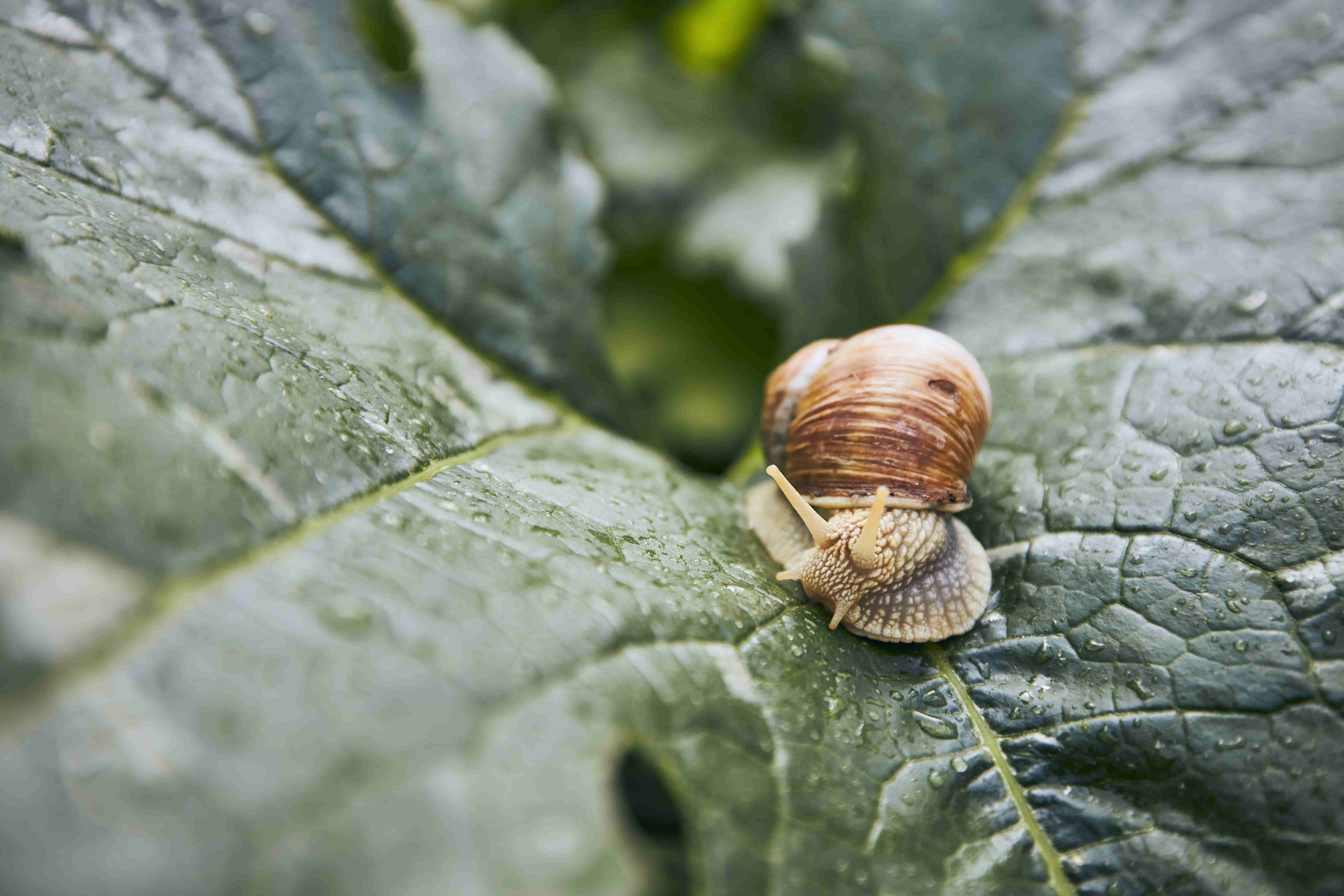 Escargots