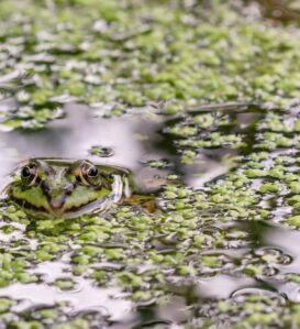 Etang et grenouille