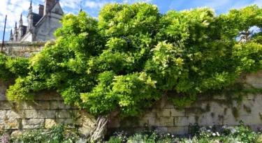 Jardin Amboise