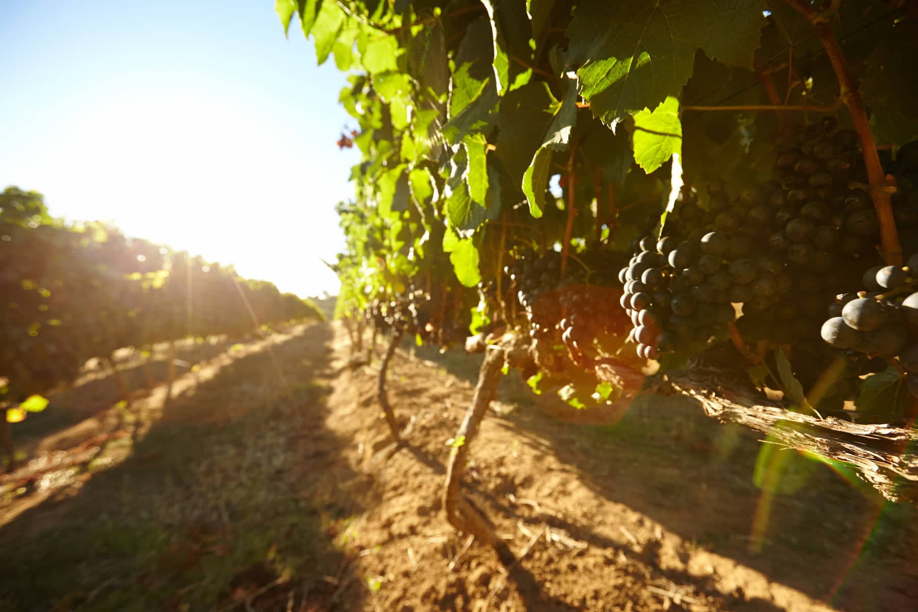 vignes à saumur