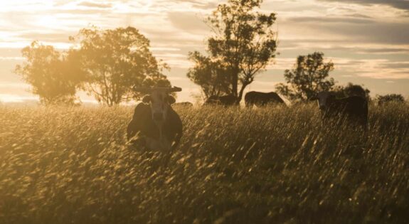 Ferme du Rompé Nièvre cc envato elements (6)