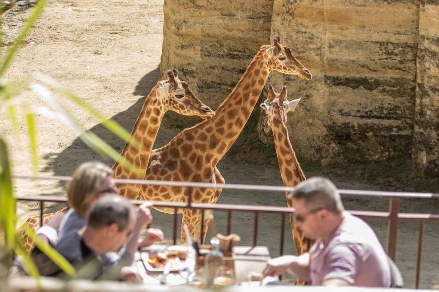 camp des girafes bioparc doue la fontaine