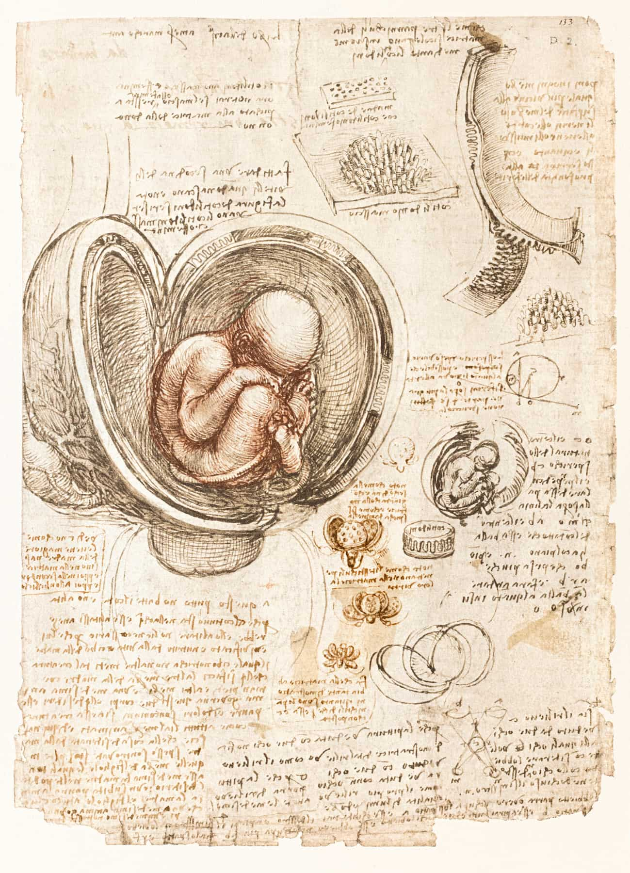 Léonard de Vinci, Foetus dans l'utérus