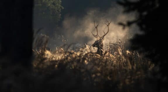 Cerf à Chambord