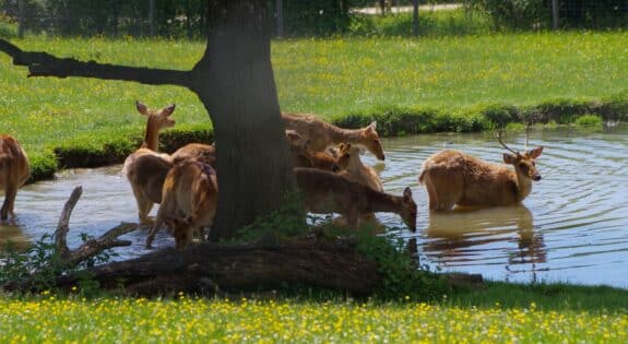 parc zoo du reynou