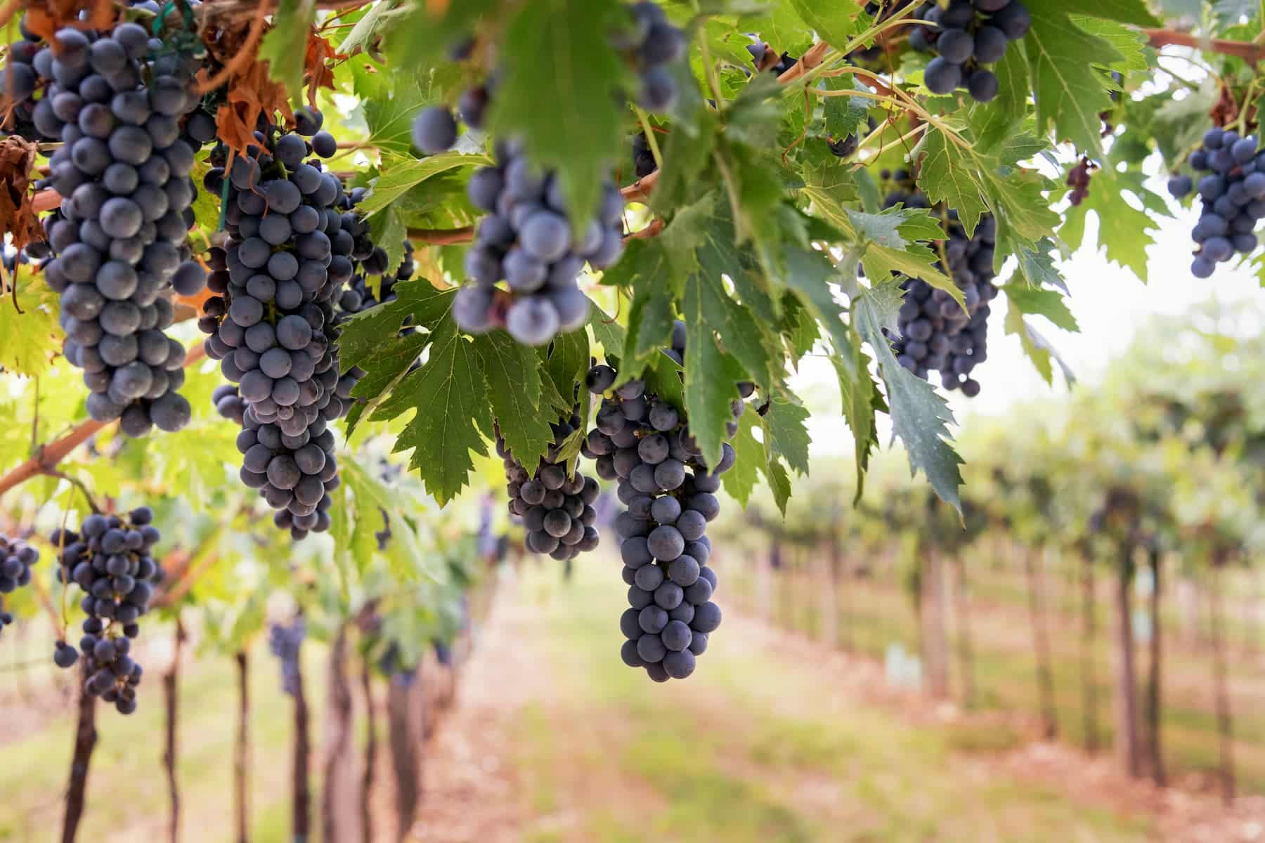 Vignoble Orléanais