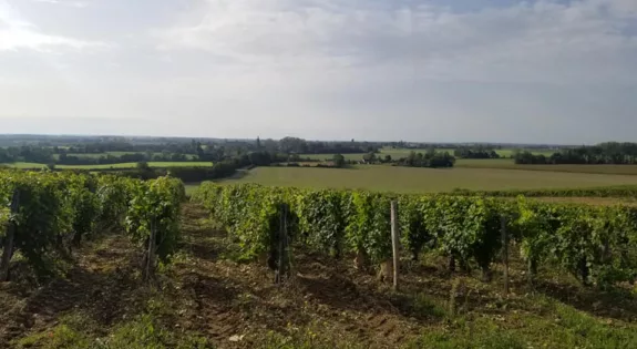 le vignoble de venesmes