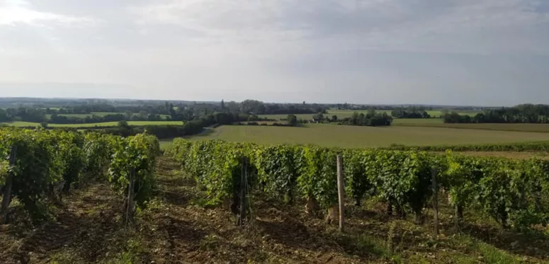 le vignoble de venesmes