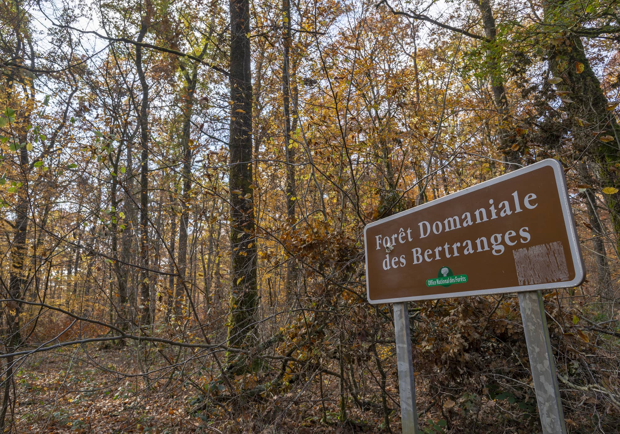 La forêt Domaniale de Bertranges