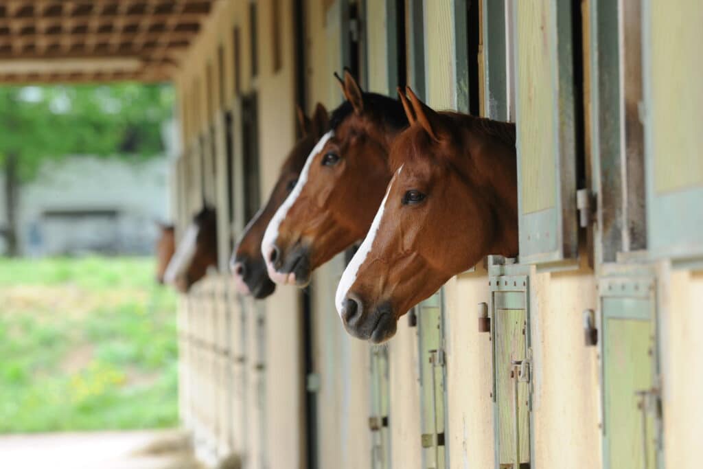 Cadre noir de Saumur box chevaux