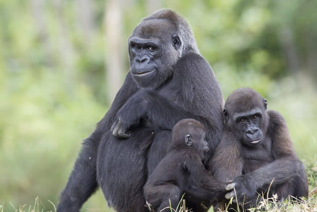 La Vallée des singes