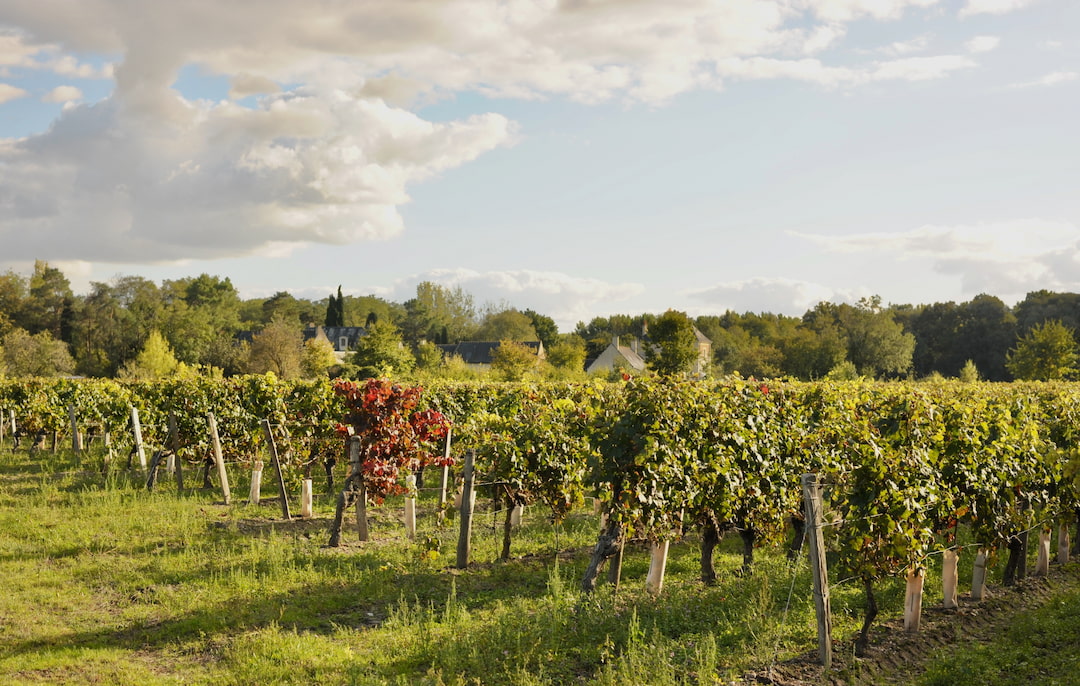 Vignobles de Touraine