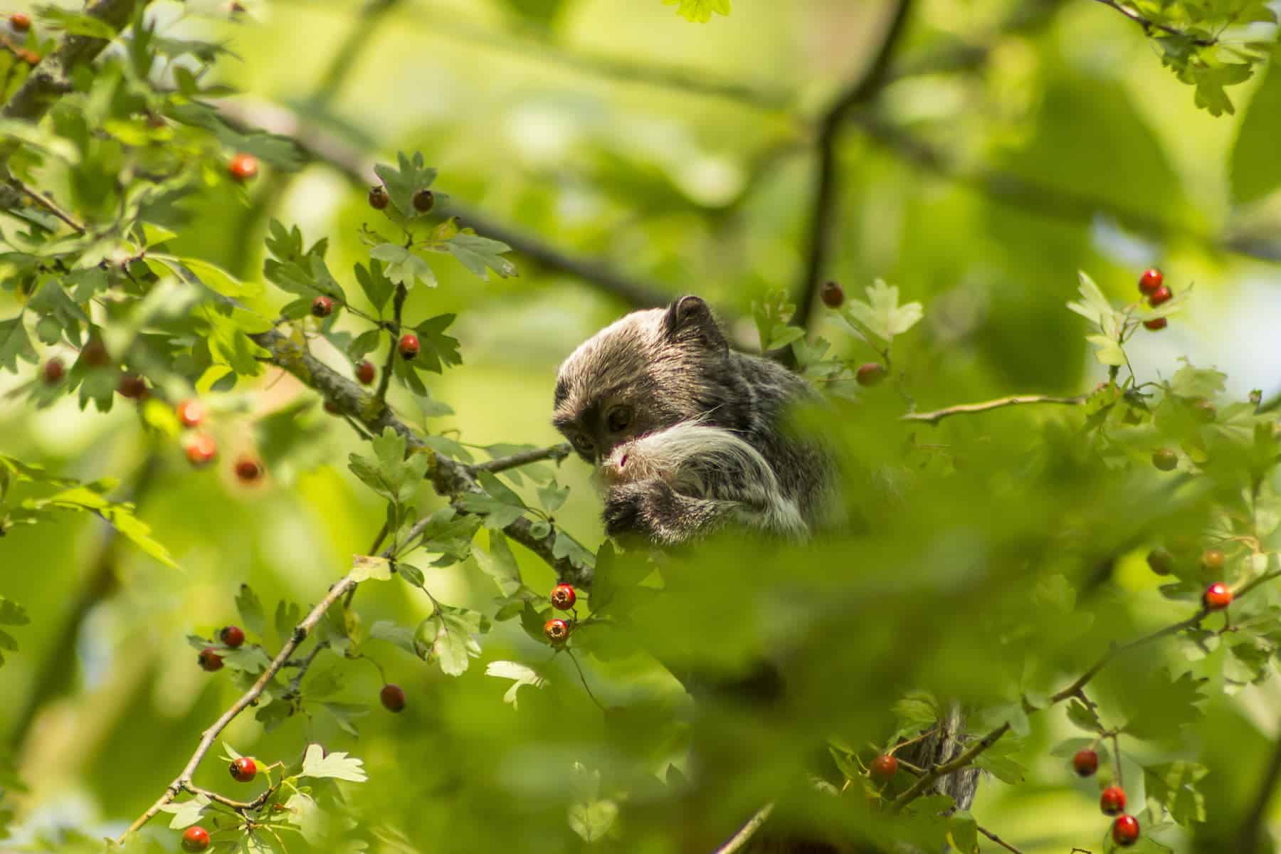 Vallée des Singes dans la Vienne