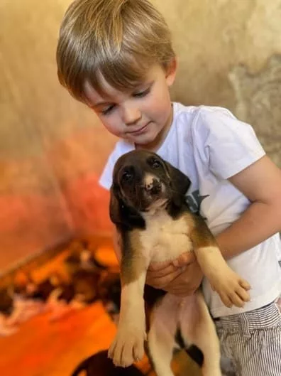 Atelier de découverte autour des chiots au château de Champchevrier